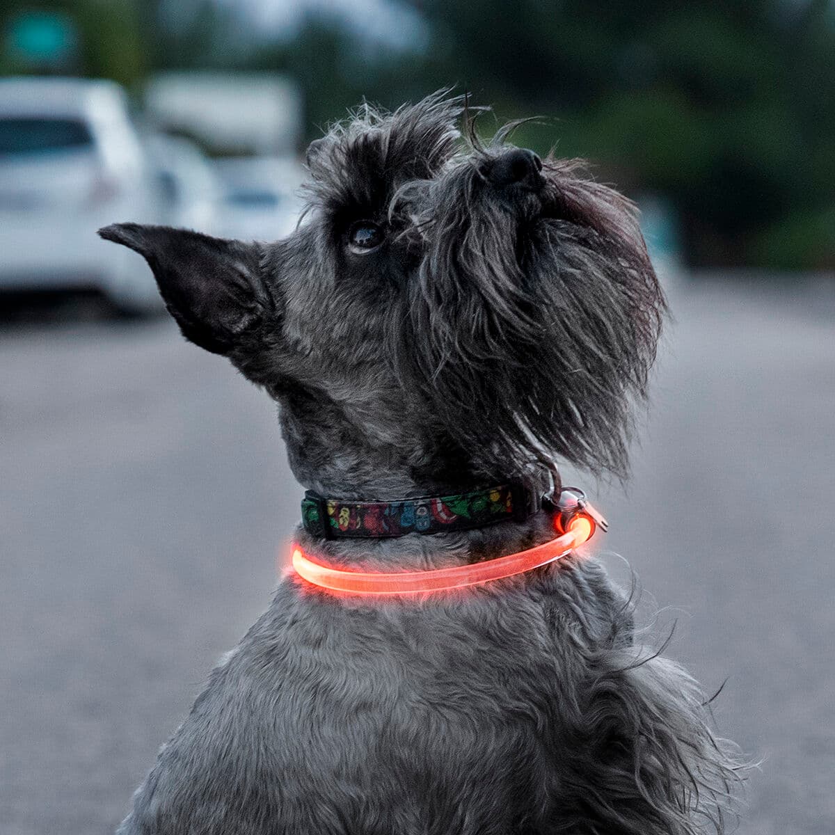 Collar LED para Mascotas Petlux InnovaGoods - Vista 13
