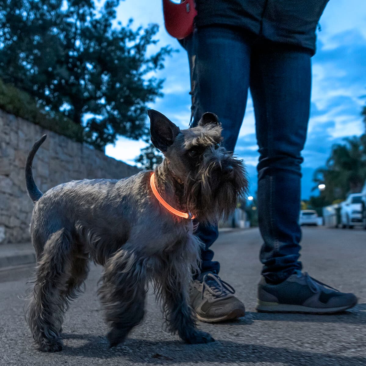 Collar LED para Mascotas Petlux InnovaGoods - Vista 7