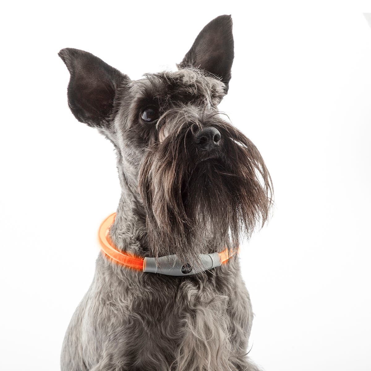 Collar LED para Mascotas Petlux InnovaGoods - Vista 5